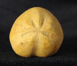 Sonstige - Seeigel - Plesiaster tranghayensis (LAMBERT 1936)